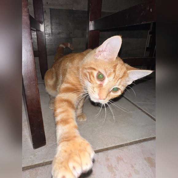 I RESCUE KITTIES & TNR - Picture 16 of 16